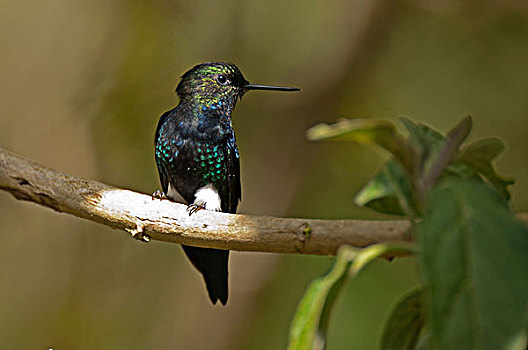 蜂鸟,厄瓜多尔