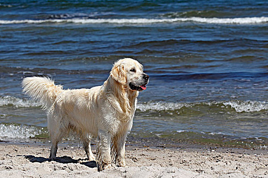 金色,猎犬,狗,两个,岁月,站立,海滩