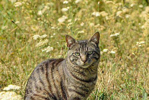 斑猫,坐,草地