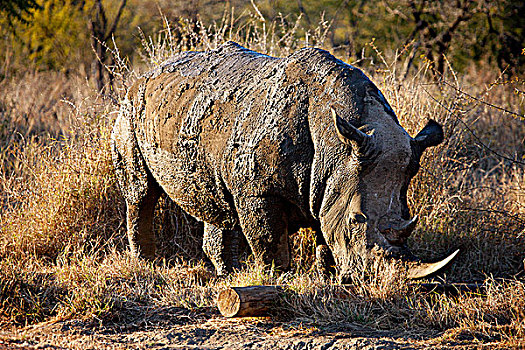 南非,西北省,禁猎区,旅游,犀牛