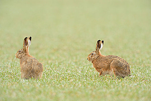 地点,野兔,欧洲野兔,坐