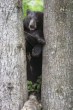 黑熊,美洲黑熊,幼小,树上,明尼苏达