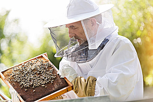 养蜂人,防护服,检查,蜜蜂,蜂窝