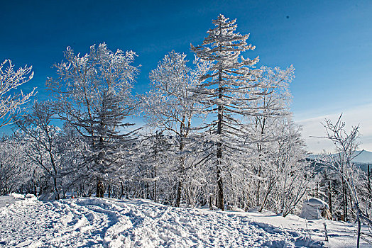 林海,雪原,大雪,晨雾,雾凇,洁白,纯净,童话,梦幻,寒冷