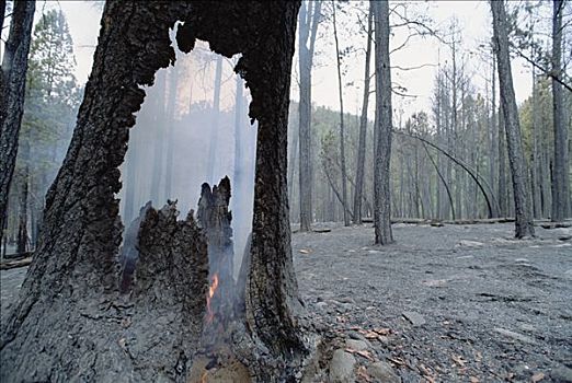 冒烟,森林火灾,黑山国家森林公园,南达科他