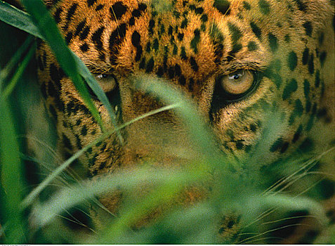特写,豹,自然保护区,东德兰士瓦省,南非