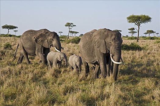 非洲象,成年,幼兽,马赛马拉国家保护区,肯尼亚