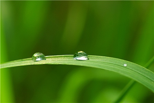 液滴,草地