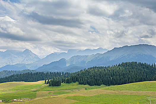 新疆江布拉克草原森林