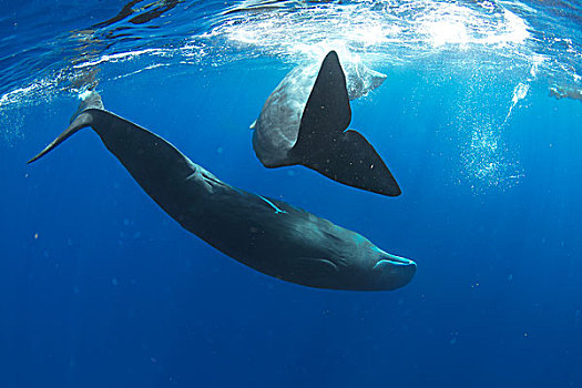 抹香鲸,一对,加勒比海,多米尼克