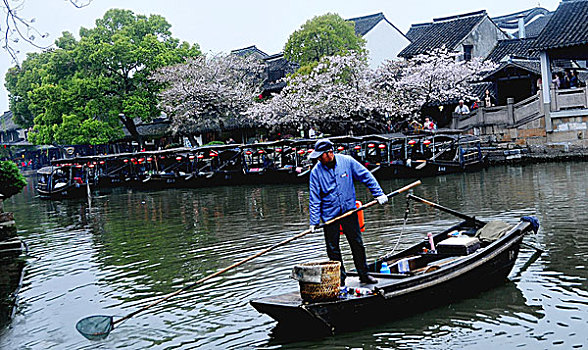 西塘樱花季