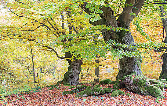 老,山毛榉,树,木头,黄色,秋叶,黑森州,德国,欧洲