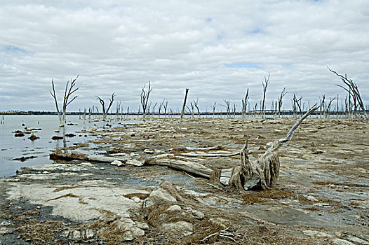 干旱,低,水,水平,死,树,岁月,状况,湖,自然,自然保护区,西澳大利亚州,澳大利亚,二月,2007年