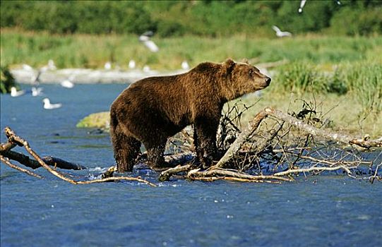 棕熊,站立,河,卡特麦国家公园,阿拉斯加