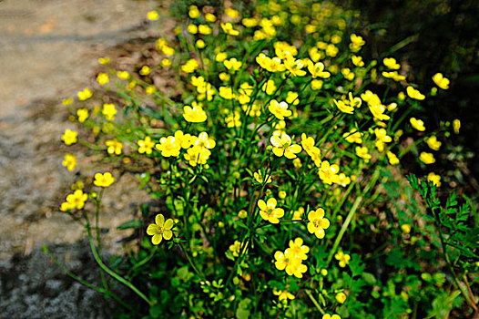 乡间路边的黄色野花