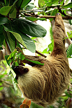 三趾树獭,褐喉树懒,哥斯达黎加,五月,2005年,哺乳动物,家族,一个,只有,四个,物种,自然生境,南方,美洲,大陆