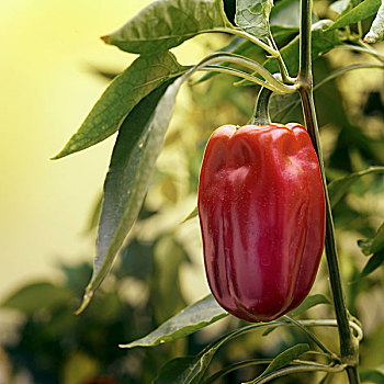 红柿子椒,植物