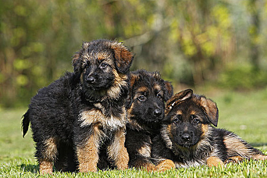 德国牧羊犬,狗,幼仔,站立,草坪