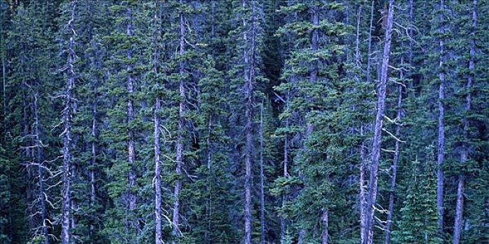 针叶林,班芙国家公园,艾伯塔省,加拿大