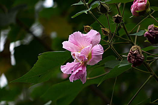 芙蓉花,木芙蓉,木莲