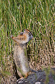 地松鼠,吃草,种子,瓦特顿湖国家公园,艾伯塔省,加拿大
