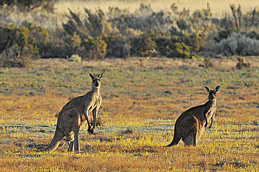 雌性,雄性,幼兽,大灰袋鼠,灰袋鼠,国家公园,澳大利亚