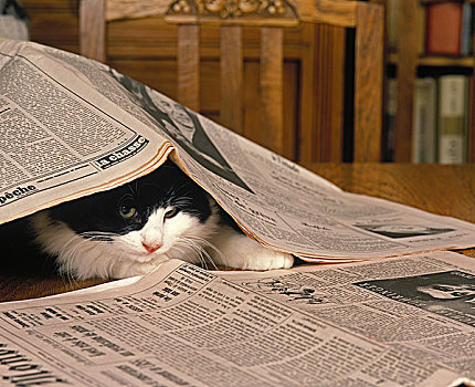 家猫,小猫,玩,报纸