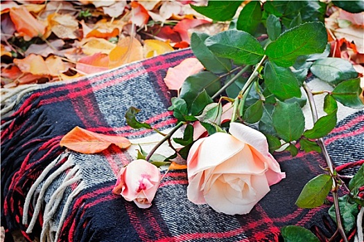 漂亮,白色蔷薇,花格布,黄色,秋叶
