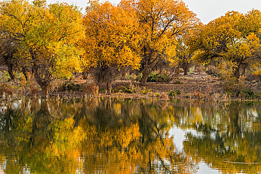 新疆,水塘,树林,秋色,黄叶