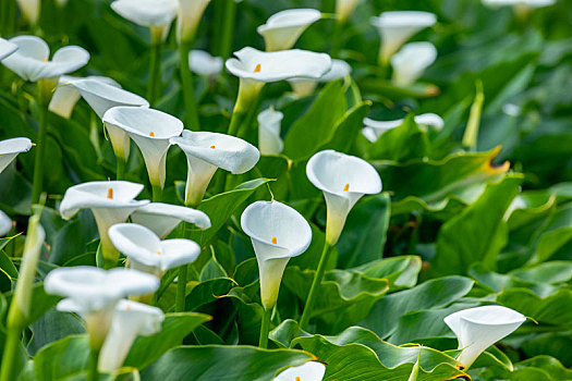 特写春天海芋公园里的白色海芋