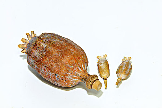 罂粟植物蒴果
