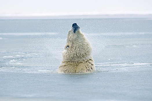 幼兽,北极熊,公猪,水,冰冻,向上,区域,北极圈,国家野生动植物保护区,阿拉斯加