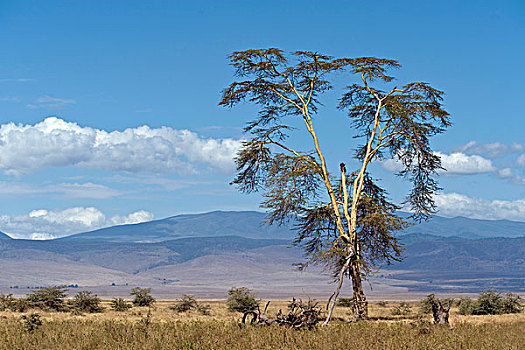 发烧,树,刺槐,恩戈罗恩戈罗火山口,恩格罗恩格罗,保护区,世界遗产,坦桑尼亚,非洲