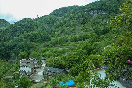 茶园,山区,土地,湖北,神农架,大山,种植,经济作物,农村,茶农