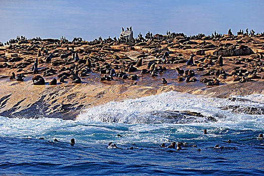海豹,生物群,海豹岛,西海角,南非,非洲