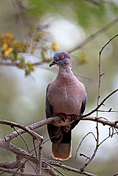红眼,鸽子,成年,坐,树,克鲁格国家公园,南非,非洲