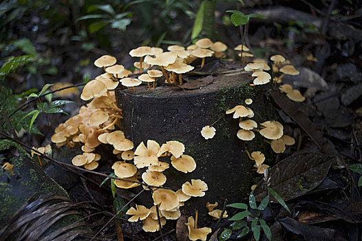 蘑菇,亚马逊雨林,住宿,厄瓜多尔