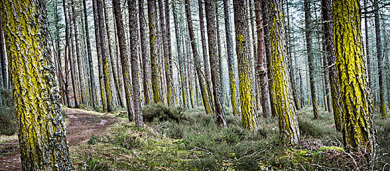 苔藓,松树,树林,尼斯湖,苏格兰高地