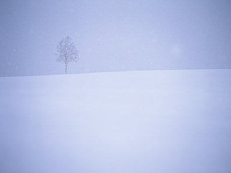 白桦,落下,雪