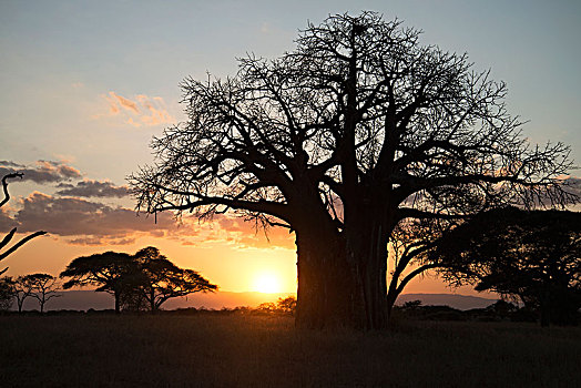无叶,猴面包树,日落,塔兰吉雷国家公园,坦桑尼亚