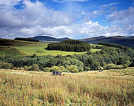 苏格兰,邓弗里斯,靠近,牛,放牧,群山,土地,西南