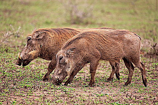 疣猪,夫妻,觅食,吃,国家公园,纳塔耳,南非,非洲