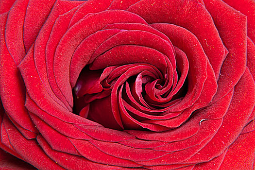 红玫瑰,花,特写