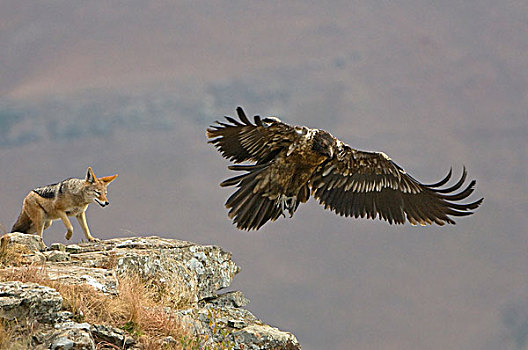胡兀鹫,幼小,飞行,黑背,豺,城堡,德拉肯斯堡,南非