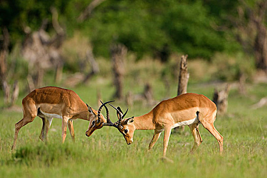 黑斑羚,莫雷米禁猎区,奥卡万戈三角洲,博茨瓦纳