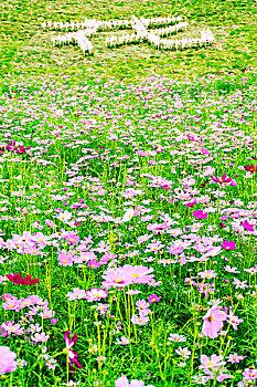 花海格桑花波斯菊