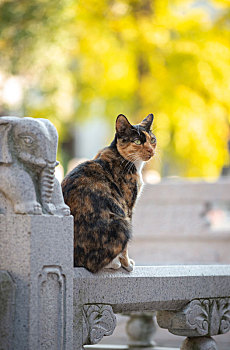 毗卢寺的猫