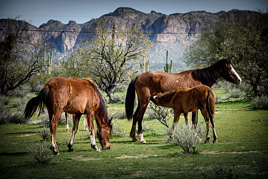 野马,小马,护理,春天,草,索诺拉沙漠,靠近,亚利桑那