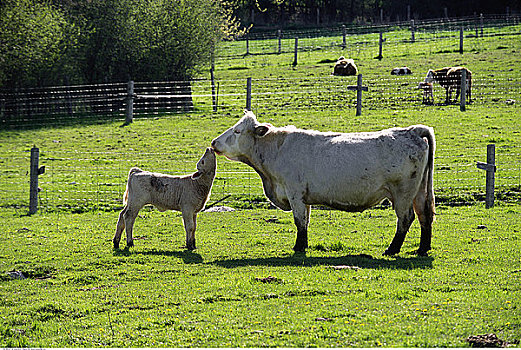 母牛,幼兽,吻,地点,靠近,安大略省,加拿大