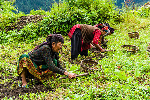 女人,收获,土豆,绿色,地点,地区,尼泊尔,亚洲